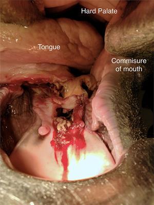 Case report: Use of penicillin G potassium in poloxamer 407 gel to aid in healing of an equine sublingual abscess